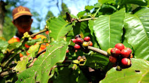 tanaman kopi lampung