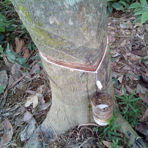 pohon karet