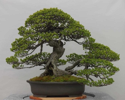 bonsai beringin