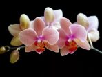 Ilustrasi Bunga Anggrek Foto pinterest