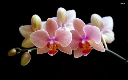 Ilustrasi Bunga Anggrek Foto pinterest