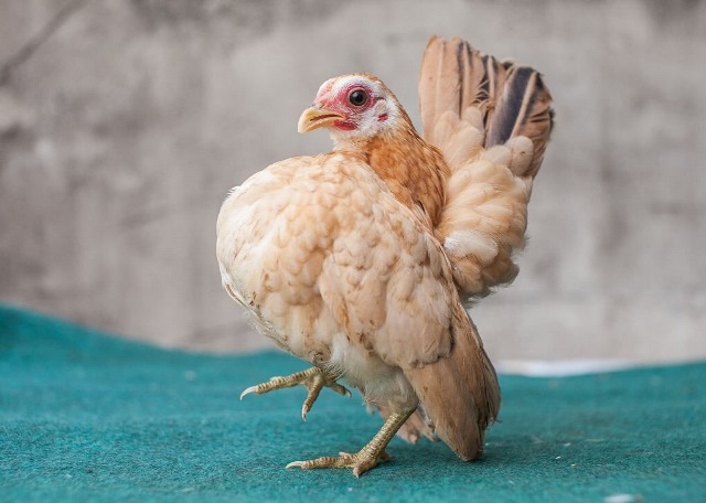 Ayam Serama