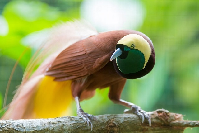 Photo Untuk Apa Sih Fungsi Ekor Burung Cendrawasih? - Magelang