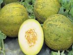 Melon Indorif