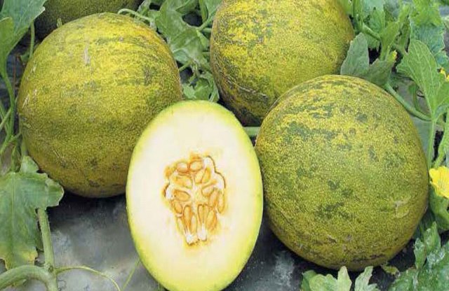 Melon Indorif