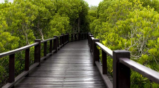 Hutan-Pohon-Mangrove