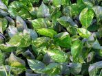 Green leaf backgrounds