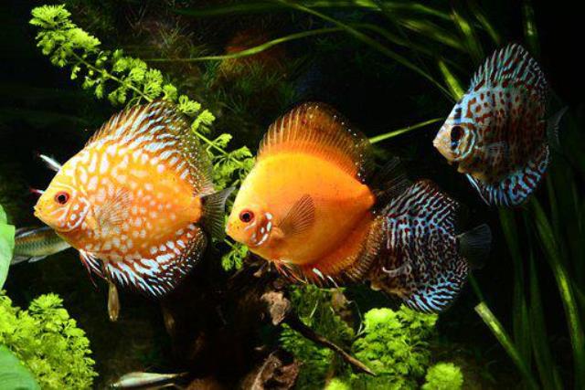 discus-fish-6261969__340