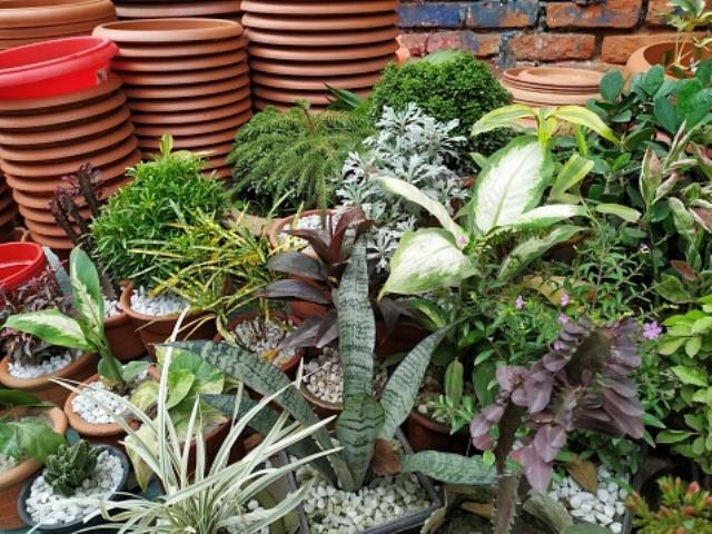 Different type of succulent plants in the market