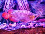 Red King Arowana Fish view in close up in an aquarium