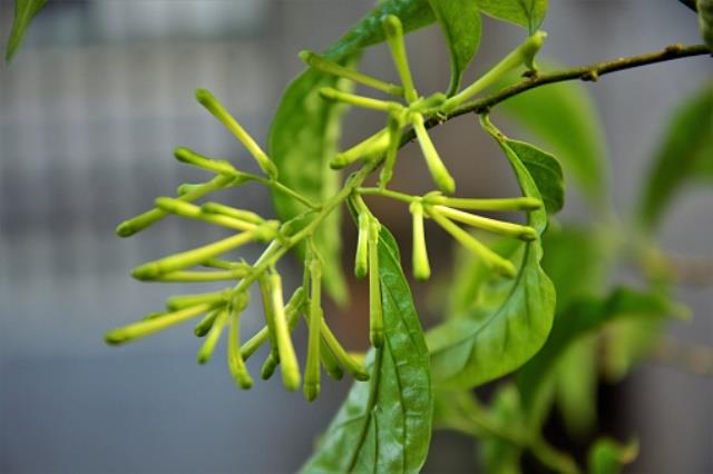 Branch with several new cestrum nocturnum flora buds in vase in garden