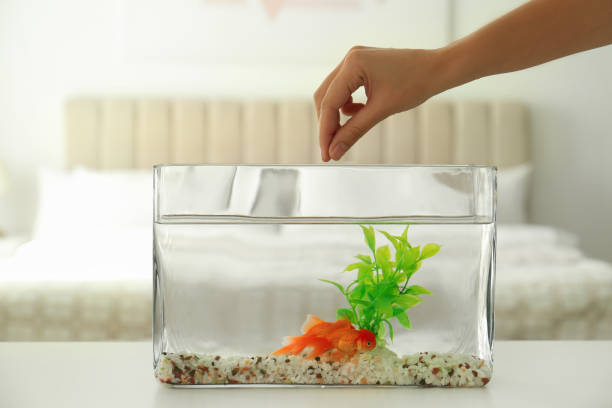 Woman feeding beautiful goldfish at home, closeup