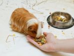 Guinea pig eating food from her owners hand