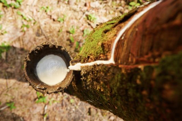 Tapping sap from the rubber tree in Sri Lanka