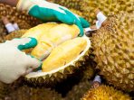 Worker opening Durian