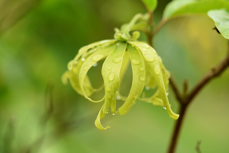 ylang-ylang-cananga-odorata-flower-nature-background_313215-7191