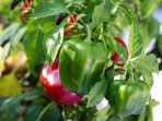 bell-peppers-2708680_960_720