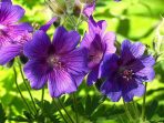 geranium-wielkopatkowy-5022820__340