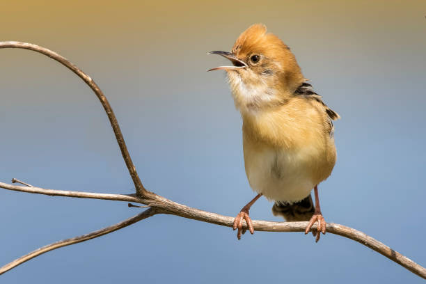 Golden-headed Cisticola (Cisticola exilis)