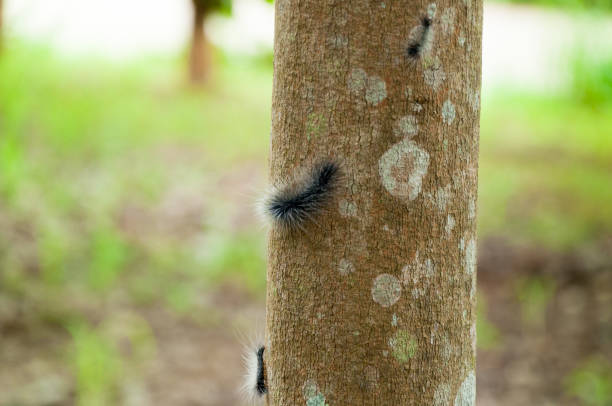 Worm on the rubber tree in the farm,caterpillar on rubber tree
