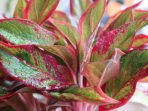 Beautiful of Aglaonema Lipstik Siam Aurora in the yard