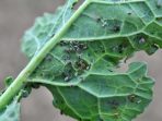 Aphids on the bottom of rapeseed leaves