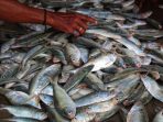 Pile of Hilsa fish in indian fish market for sale ilishi sale in kolkatta fish market