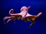 OCTOPUS VULGARIS