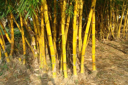 golden-bamboo-345769__340