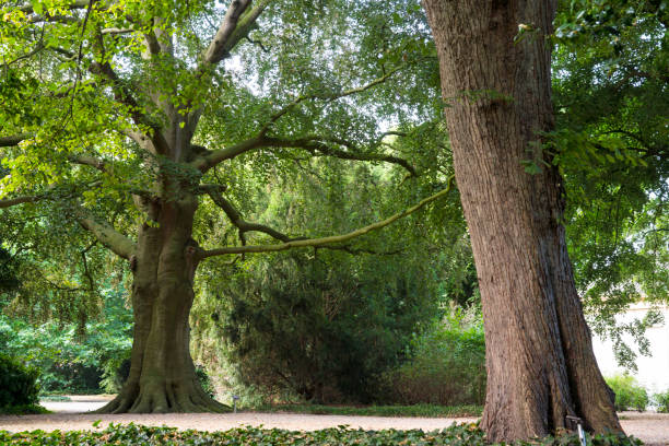 nature in Tiel, Holland