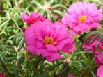 portulaca-grandiflora-9197__340