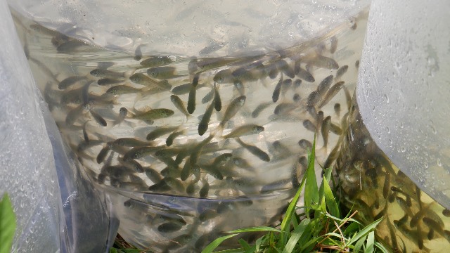 Lestarikan Ikan Endemik Kaya Gizi di Jambi1