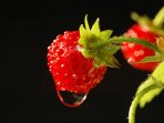 close up of wild strawberry with dew drop