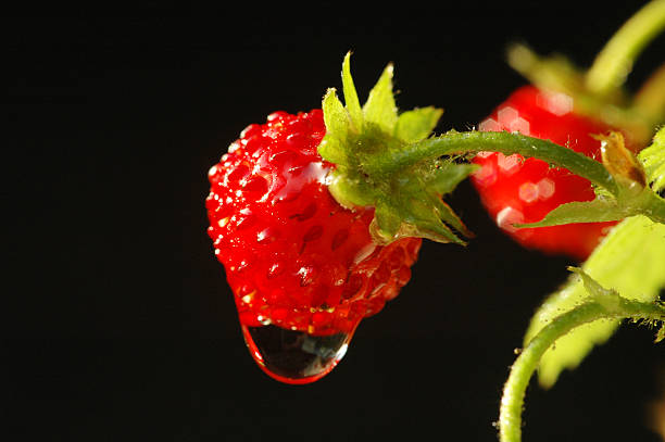 close up of wild strawberry with dew drop