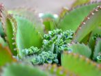 A closeup photo of Bryophyllum daigremontianum (cocor bebek)