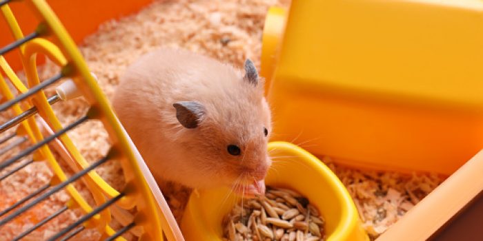 Cute little hamster eating seeds, closeup view