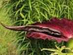 Dragon Arum - Dracunculus vulgaris or Dragon Lily