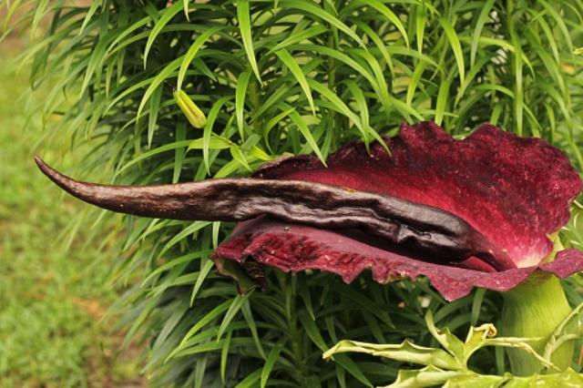 Dragon Arum - Dracunculus vulgaris or Dragon Lily