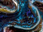 A Fluted Giant Clam (Tridacna squamosa) in the Red Sea, Egypt