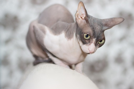 Cat breed sphinx sits on the back of the sofa