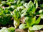 Bok Choy plants growing in vegetable garden