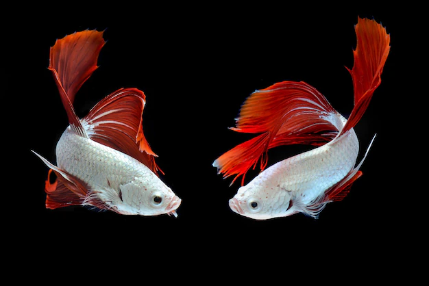 siamese-fighting-fish-betafish-black-background_103127-1101