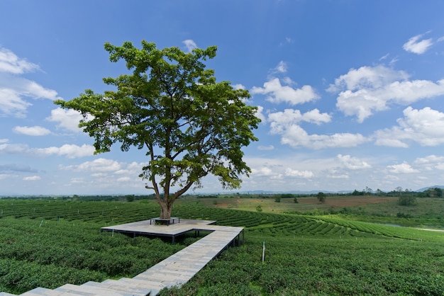 beautiful-landscape-chui-fong-green-tea-plantation-thailand_78212-65