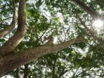 sengon trees or Albizia chinensis
