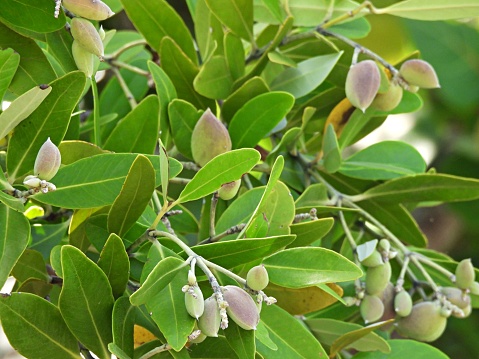 Black Mangrove applies to an array of salt-tolerant tropical trees or shrubs