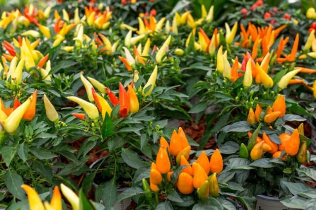 colourfull little capsicums at plants