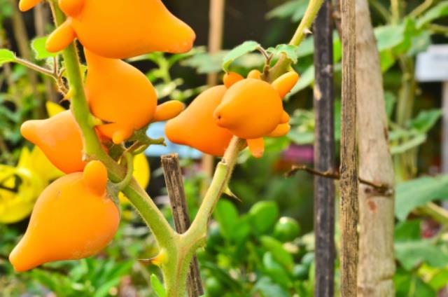 solanum mammosum plant in garden