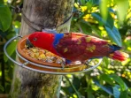 mesmerizing-shot-colorful-parrot-tropical-forest_181624-53600