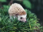 european-hedgehog-natural-garden-habitat-with-green-grass_1150-18209