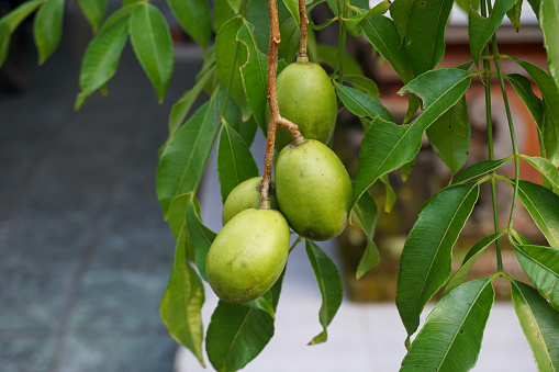 The kedondong fruit is ripe and ready to be picked.